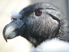 Female Andean Condor