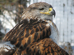 Feruginous Hawk