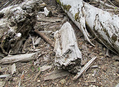 Driftwood Pile along the Shore