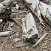 Driftwood Pile along the Shore