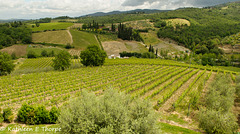 Greve in Chianti Florence Tuscany 052814-013