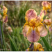 Pink Bearded Iris
