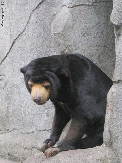 Malaienbär (Zoo Frankfurt)