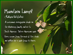mountain laurel