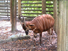 Bongo (Zoo Frankfurt)