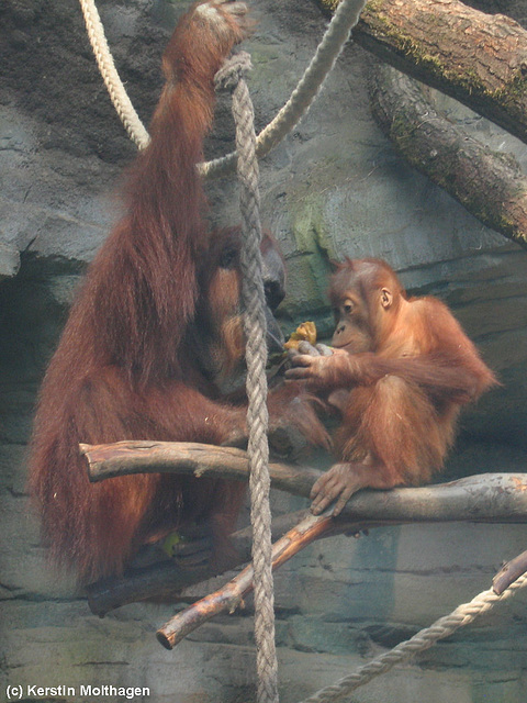 Orang-Utans beim Essen (Zoo Frankfurt)
