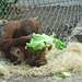 Orang-Utan beim Essen (Zoo Frankfurt)