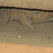 Spaltenschildkröte (Zoo Frankfurt)