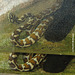 Python (Zoo Frankfurt)