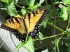 Eastern Tiger Swallowtail ...