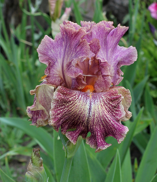 Iris Queen In Calico