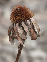 Echinacea 2