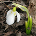 My first Snowdrop in 25 years