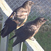 Young Crows