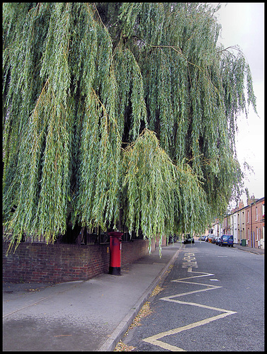 Hart Street willow