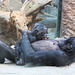 Bonobos (Frankfurt)