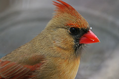 Female Northern Cardinal, Cardinalis cardinalis