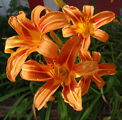 Day Lillies in the evening sunshine