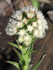 Arrow-leaved Coltsfoot