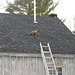 Cat on a cold shingled roof.
