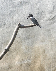 belted kingfisher/martin-pêcheur d'Amérique