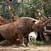Nashornkuh Tsororo (Zoo Frankfurt)