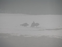 Turkeys In The Mist