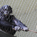 Bonobo Boy (Zoo Frankfurt)