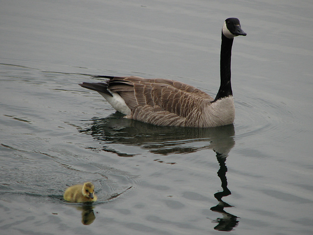 My first gosling of the year