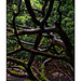 Japanese Garden bonsai tree