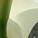calla lilly with stem