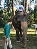 Hoch zu Elefant (Wilhelma)