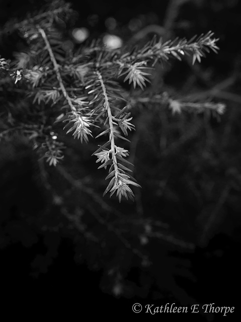 Evergreen in black and white