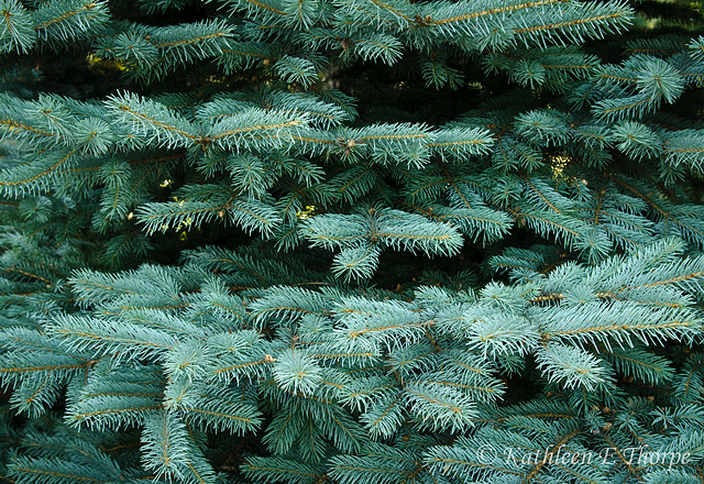 Blue Spruce - Longing for cool weather and the smell of firs!!  Can't wait for October!!!