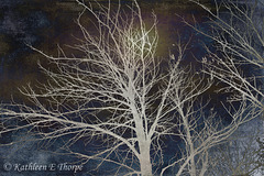 Ghost Tree with Lenabem Texture