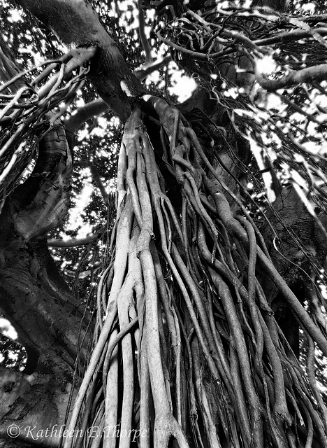 Banyan Roots in Black and White