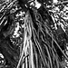 Banyan Roots in Black and White