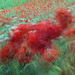 Poppies Dancing Frenzy