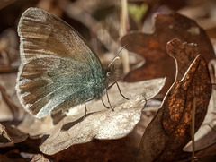 California Ringlet Butterfly on a Leaf