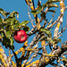 Roter Apfel an einem alten Baum - 2013-10-16-_DSC9159