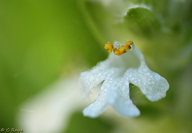 White Bugle Flower