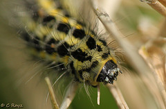 Narrow-bordered Five-spot Burnet Caterpillar Face