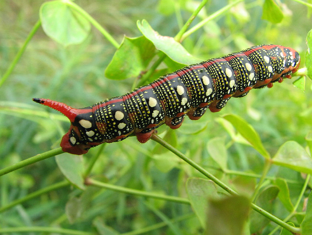 Leafy Spurge Hawk Moth caterpillar