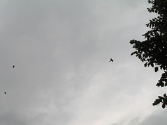 Three Red Kites