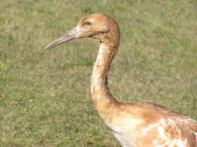 Young Whooping Crane