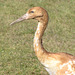 Young Whooping Crane