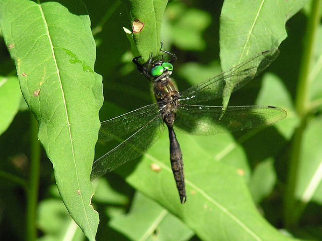 Emerald dragonfly