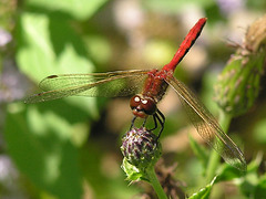 Cherry-faced Dragonfly