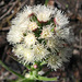 Arrow-leaved Coltsfoot