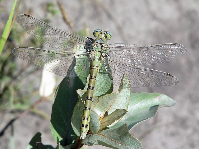 Pale Snaketail Dragonfly